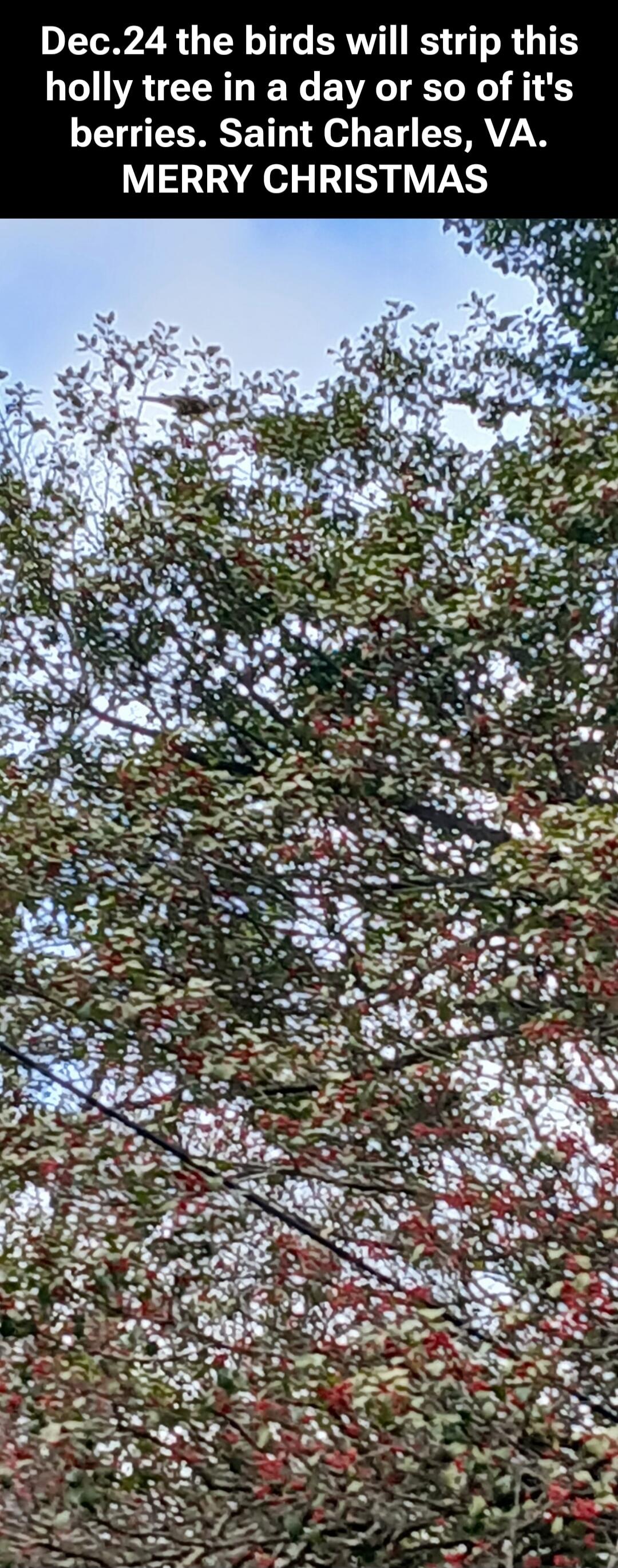 Dec.24 the birds will strip this holly tree in a day or so of it's berries. Saint Charles, VA. MERRY CHRISTMAS