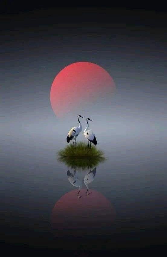 Two cranes on a tiny island with a red sun and their reflection.