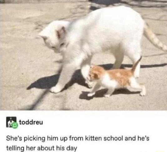 mtoddreu Shes picking him up from kitten school and hes telling her about his day