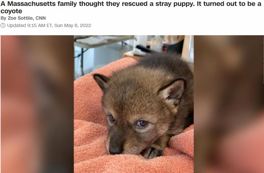 A Massachusetts family thought they rescued a stray puppy It turned out to be a coyote By Zoe Sottile CNN