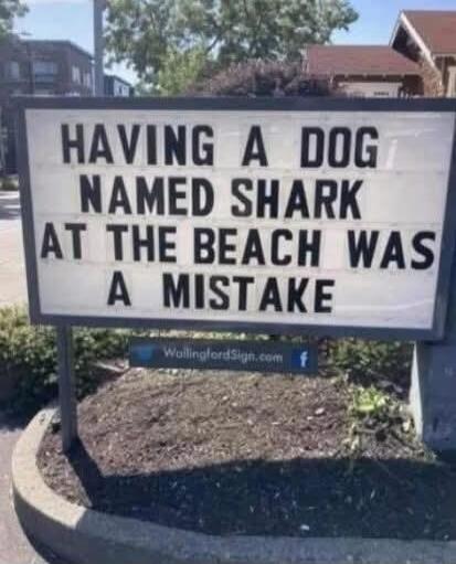 HAVING A DOG NAMED SHARK AT THE BEACH WAS A MISTAKE