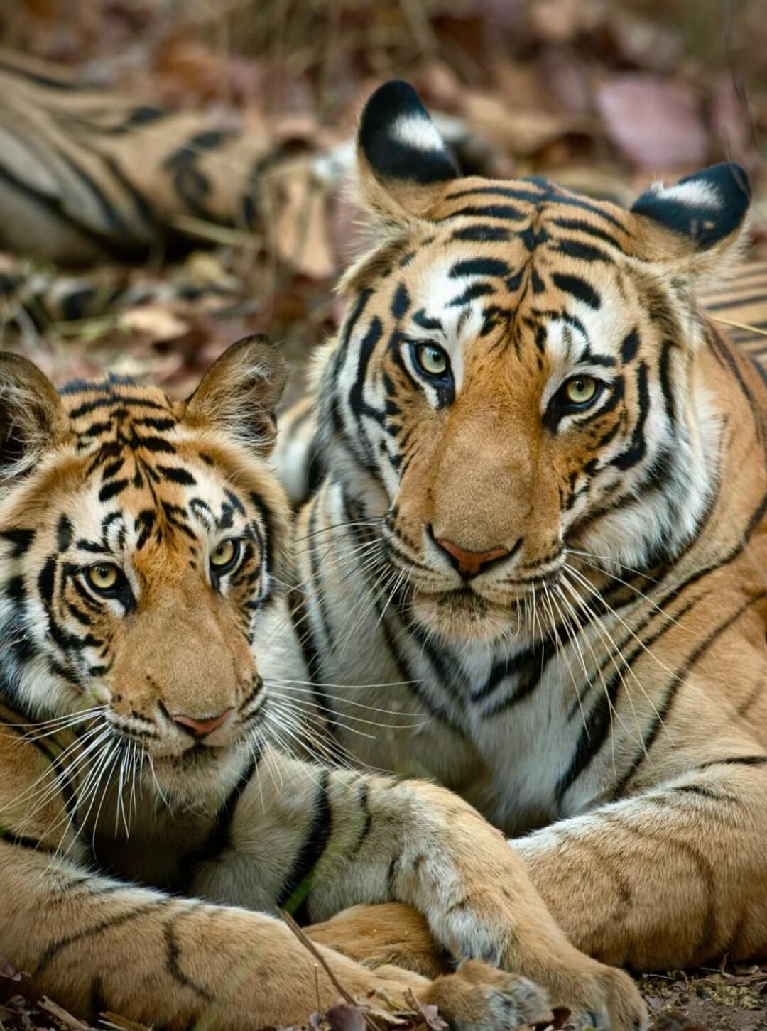 Two tigers lying close to each other, resting on the ground.
