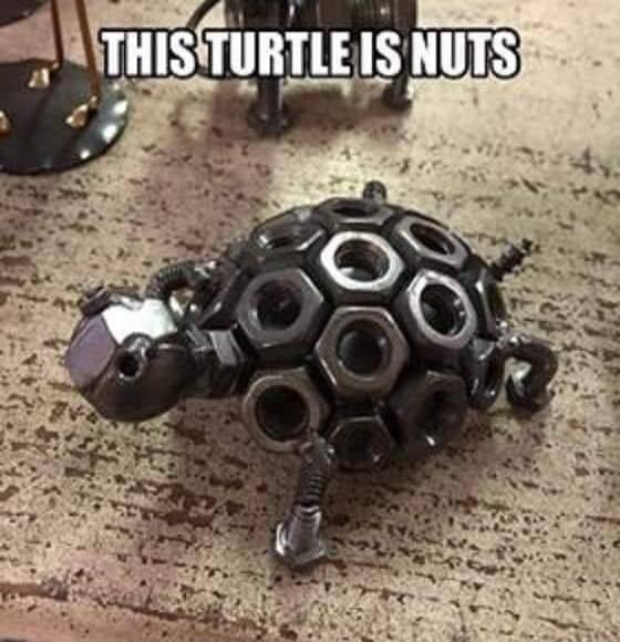 THIS TURTLE IS NUTS