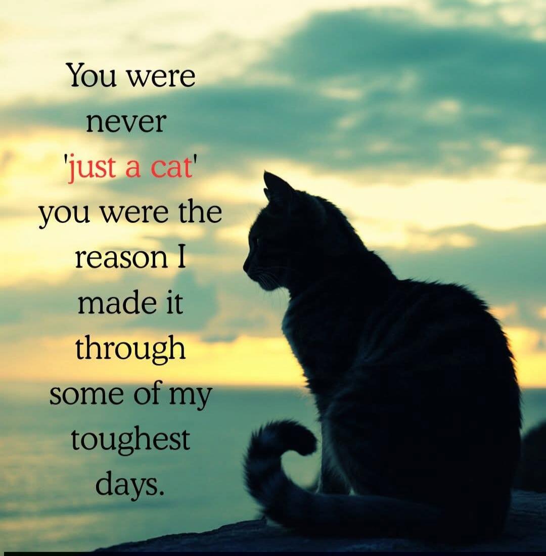 You were never 'just a cat' you were the reason I made it through some of my toughest days.