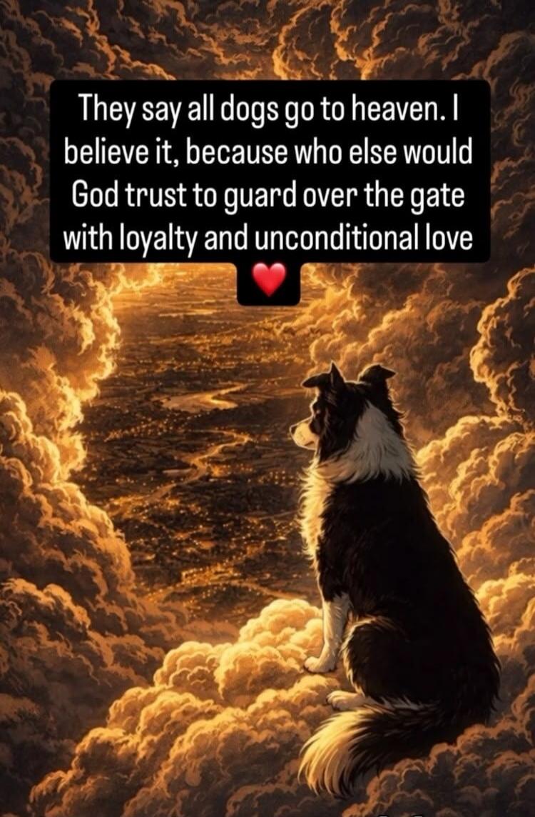 They say all dogs go to heaven. I believe it, because who else would God trust to guard over the gate with loyalty and unconditional love ❤️
