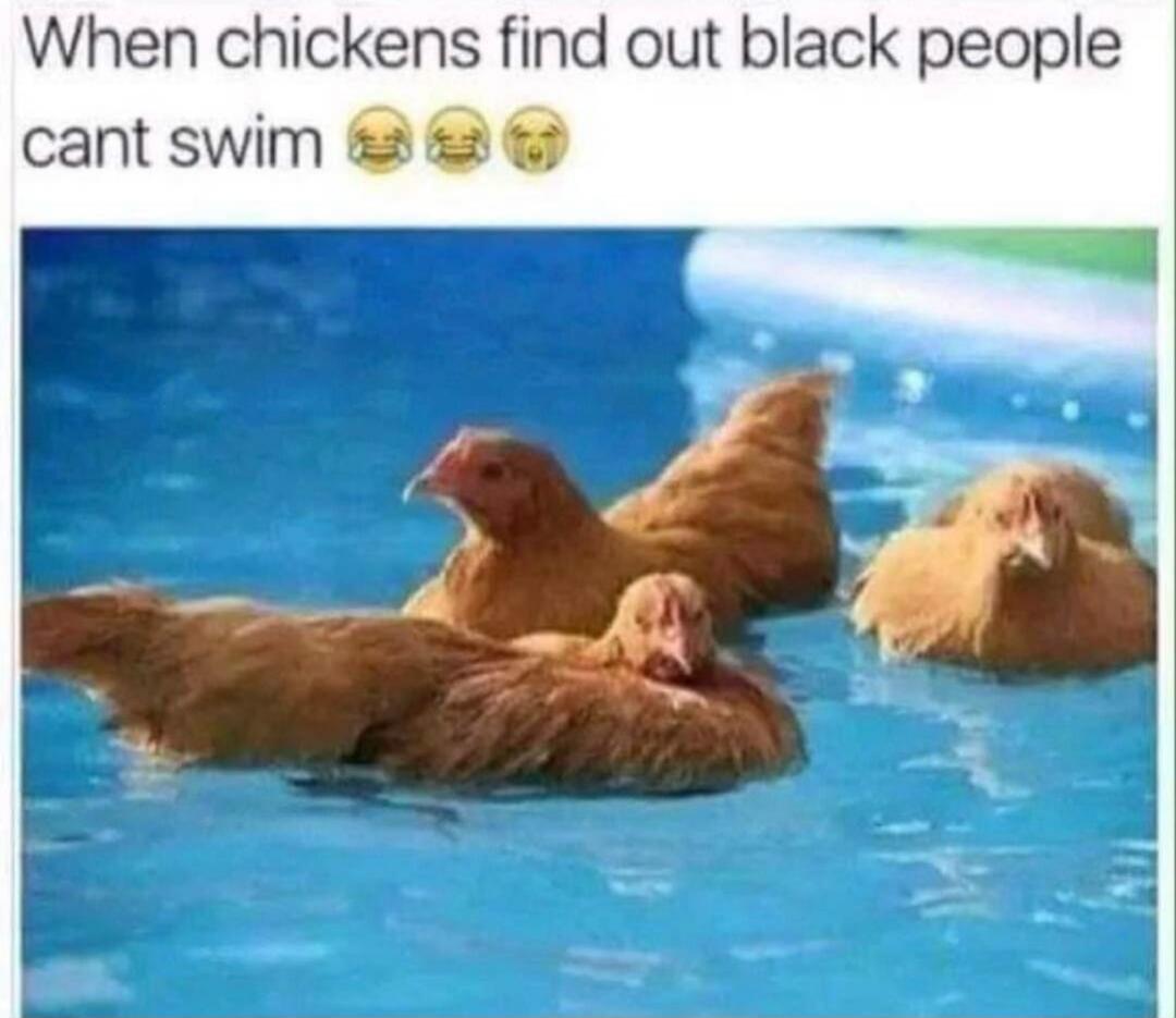 When chickens find out black people cant swim 😂😂😂
