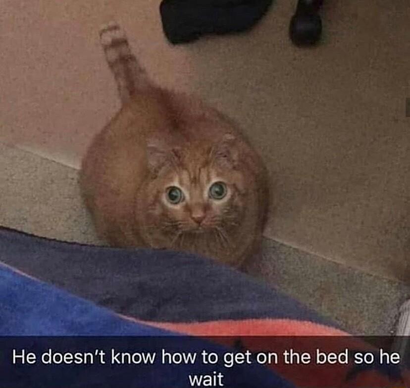 He doesnt know how to get on the bed so he wait