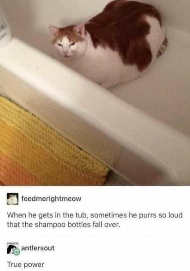 P teedmerightmeow When he gets in the tub sometimes he purrs so loud that the shampoo bottles fall over antlersout True power