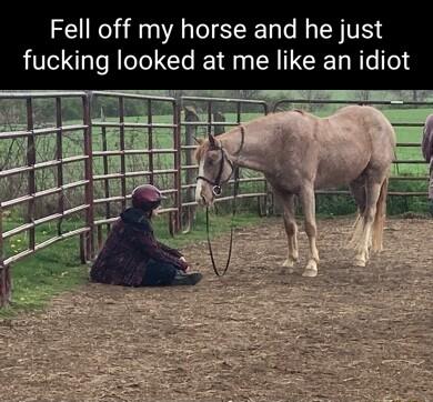 Fell off my horse and he just king looked at me like an idiot