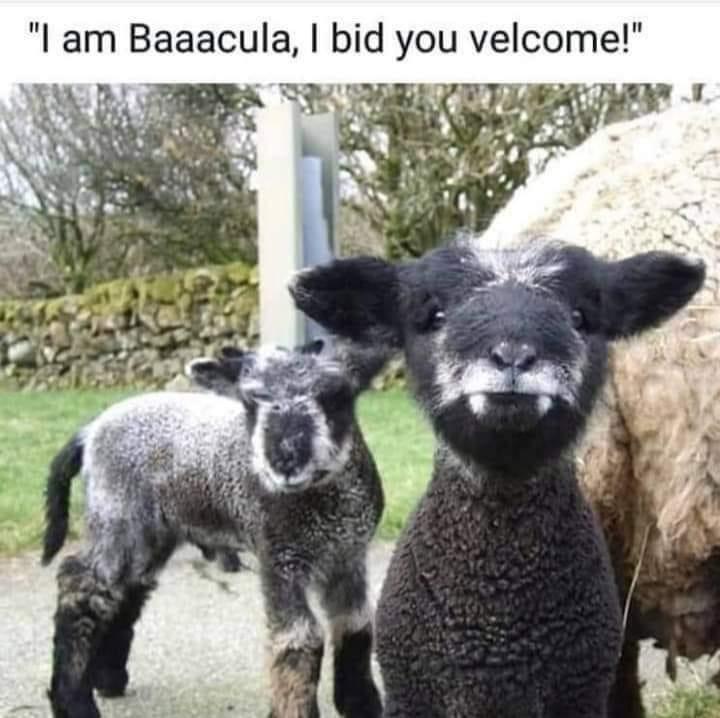 am Baaacula bid you velcome