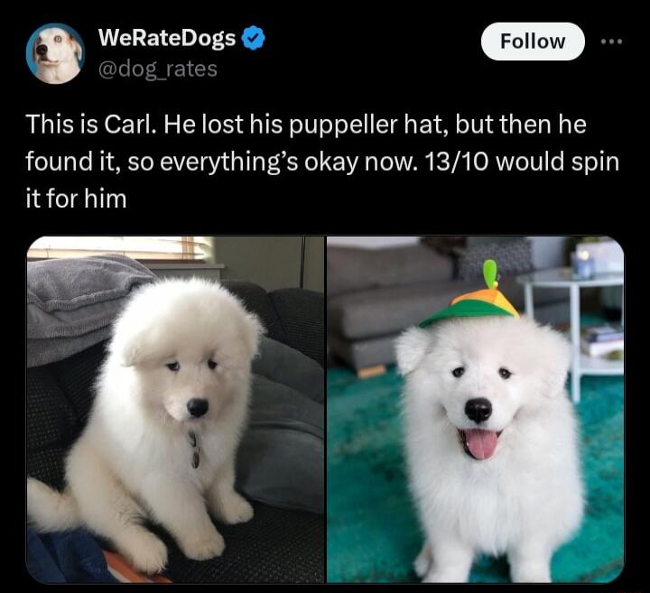 WeRateDogs W ww This is Carl He lost his puppeller hat but then he found it so everythings okay now 1310 would spin it for him