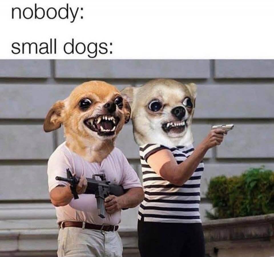 nobody: small dogs: