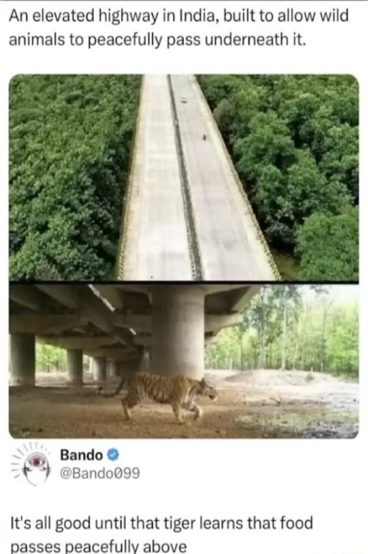 An elevated highway in India built to allow wild animals to peacefully pass underneath it Bando Bando099 Its all good until that tiger learns that food passes peacefully above