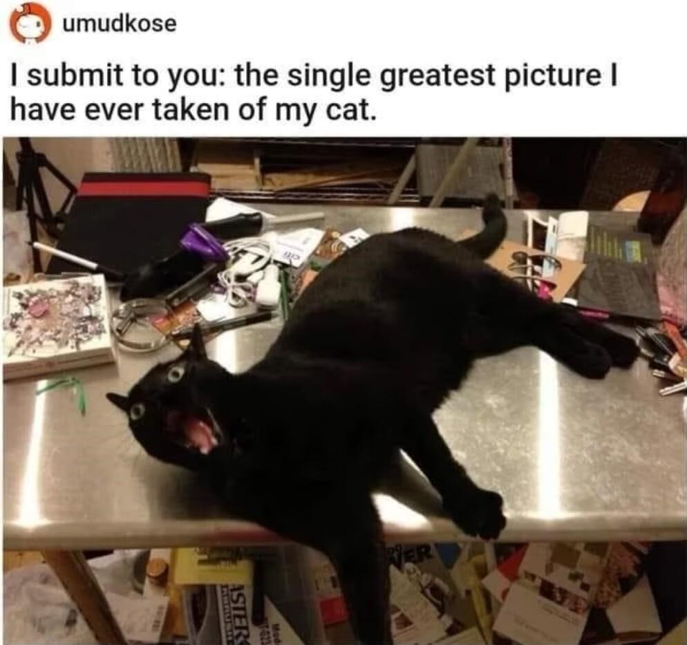 umudkose submit to you the single greatest picture have ever taken of my cat