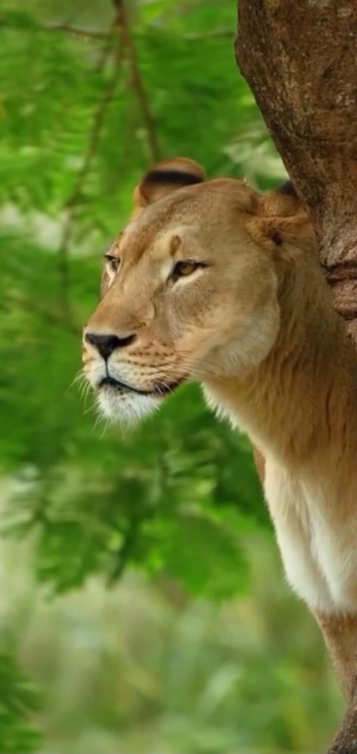 A lioness peering from behind a tree in a lush green habitat.