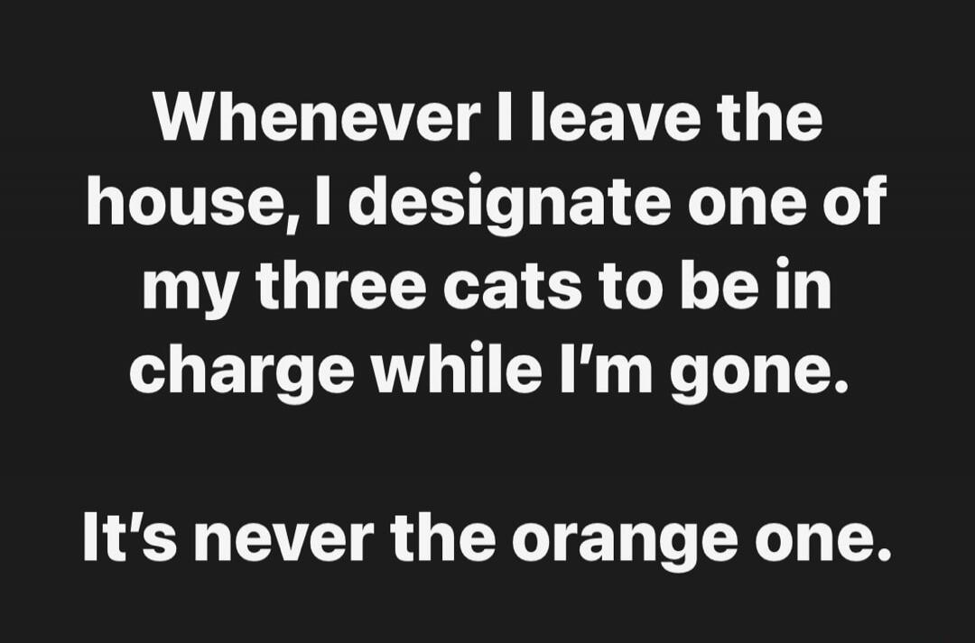 Whenever I leave the house, I designate one of my three cats to be in charge while I'm gone. It's never the orange one.