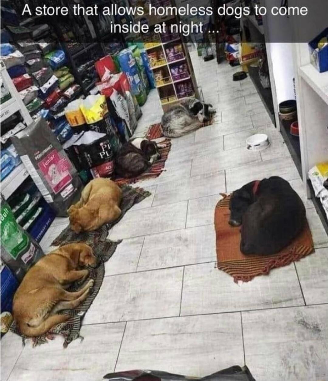 A store that allows homeless dogs to come inside at night