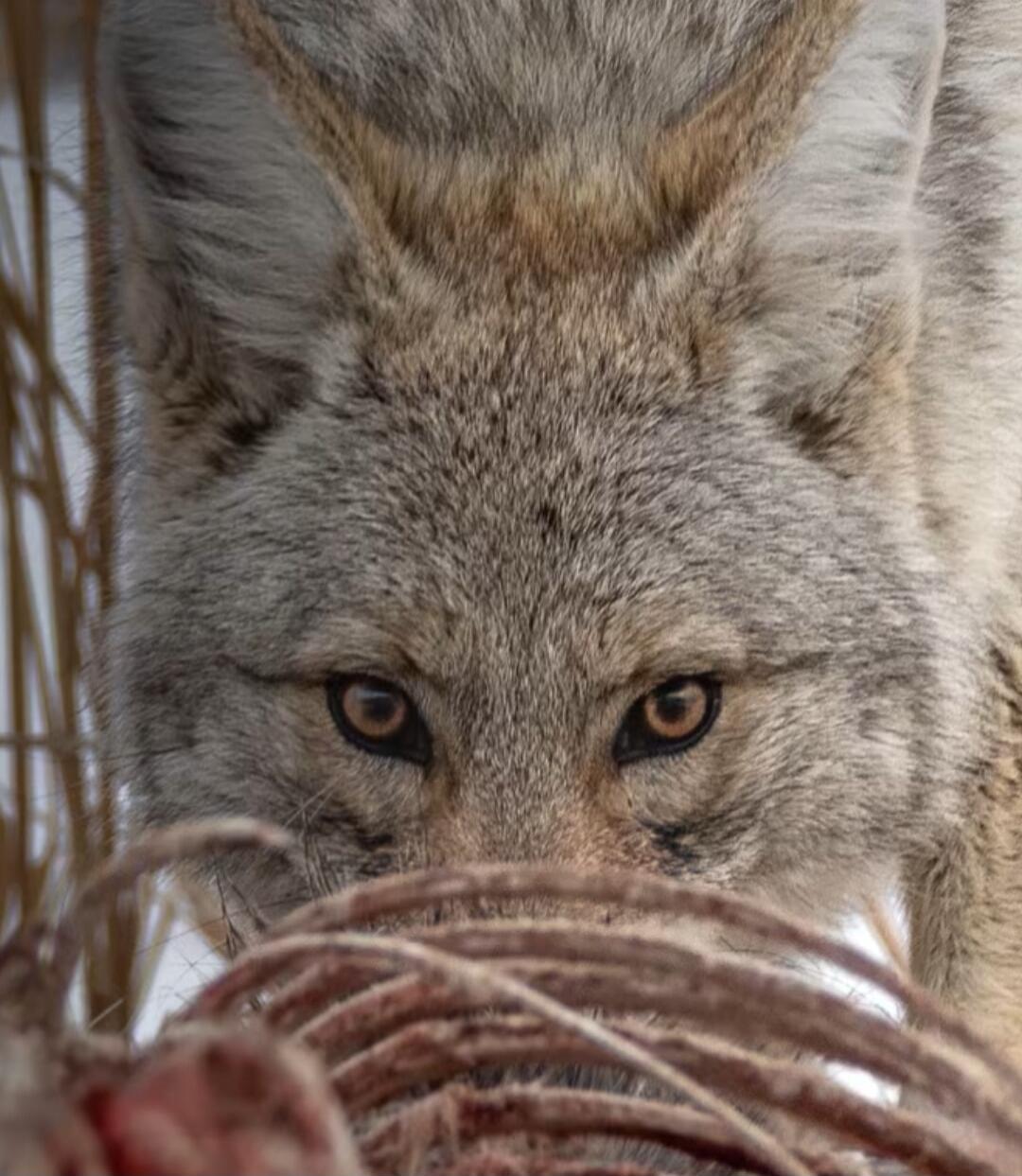 A gray wolf or similar wild canid is looking intently at a carcass, with its head low and eyes fixed on the meat in front.