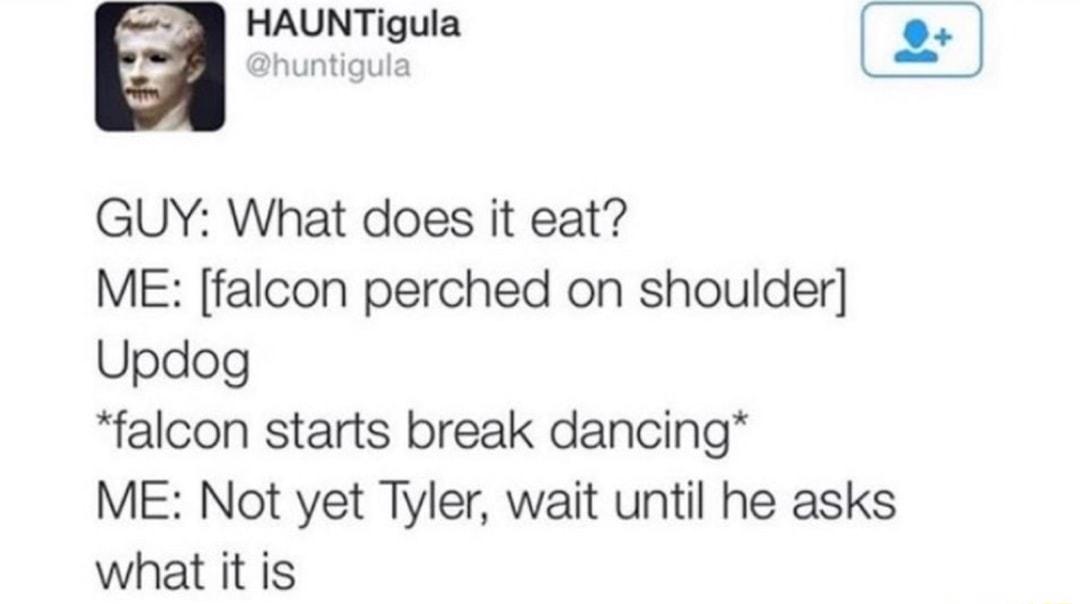 GUY What does it eat ME falcon perched on shoulder Updog falcon starts break dancing ME Not yet Tyler wait until he asks what it is HAUNTigula