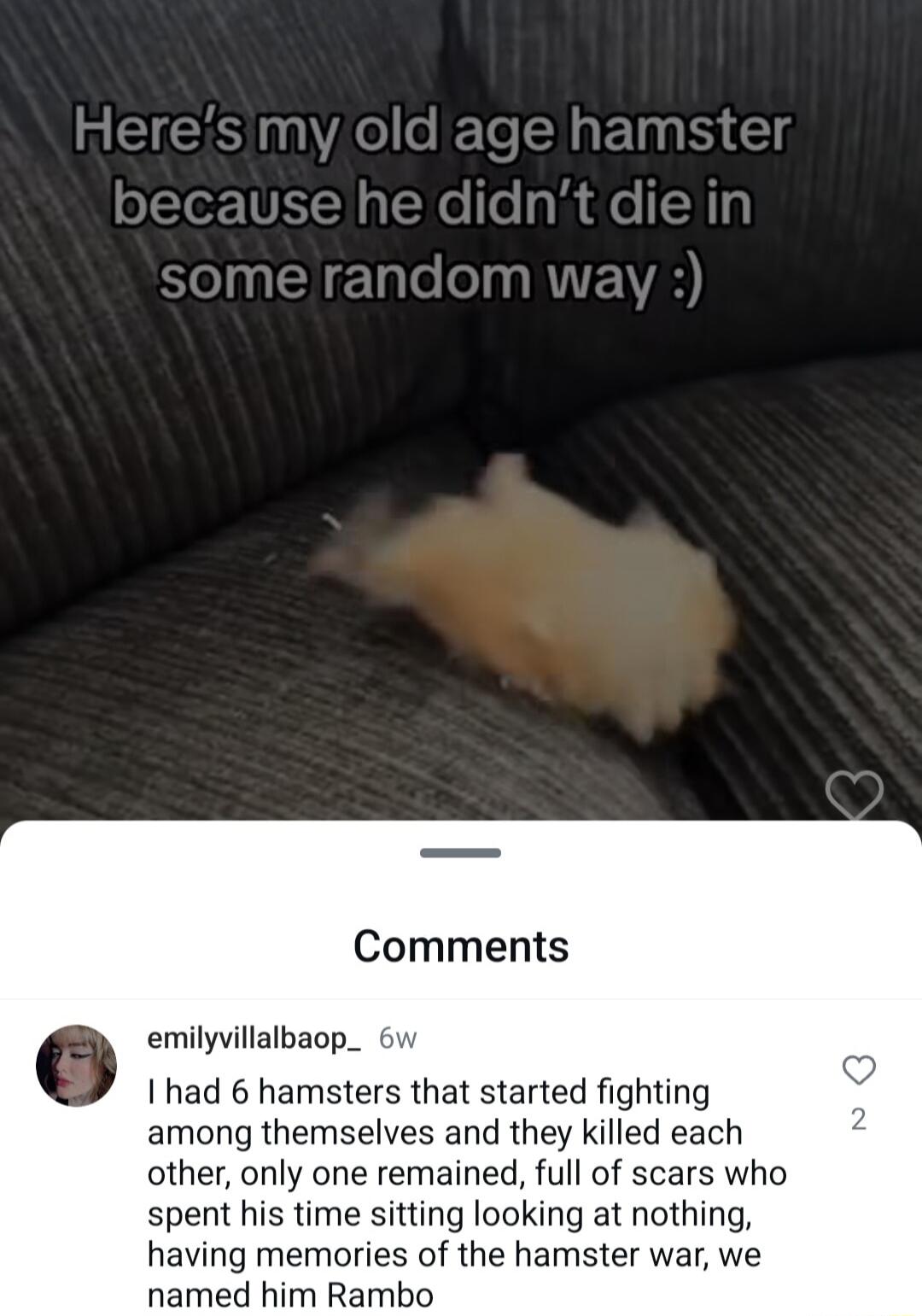 Comments emilyvillalbaop_ 6w I had 6 hamsters that started fighting among themselves and they killed each other only one remained full of scars who spent his time sitting looking at nothing having memories of the hamster war we named him Rambo