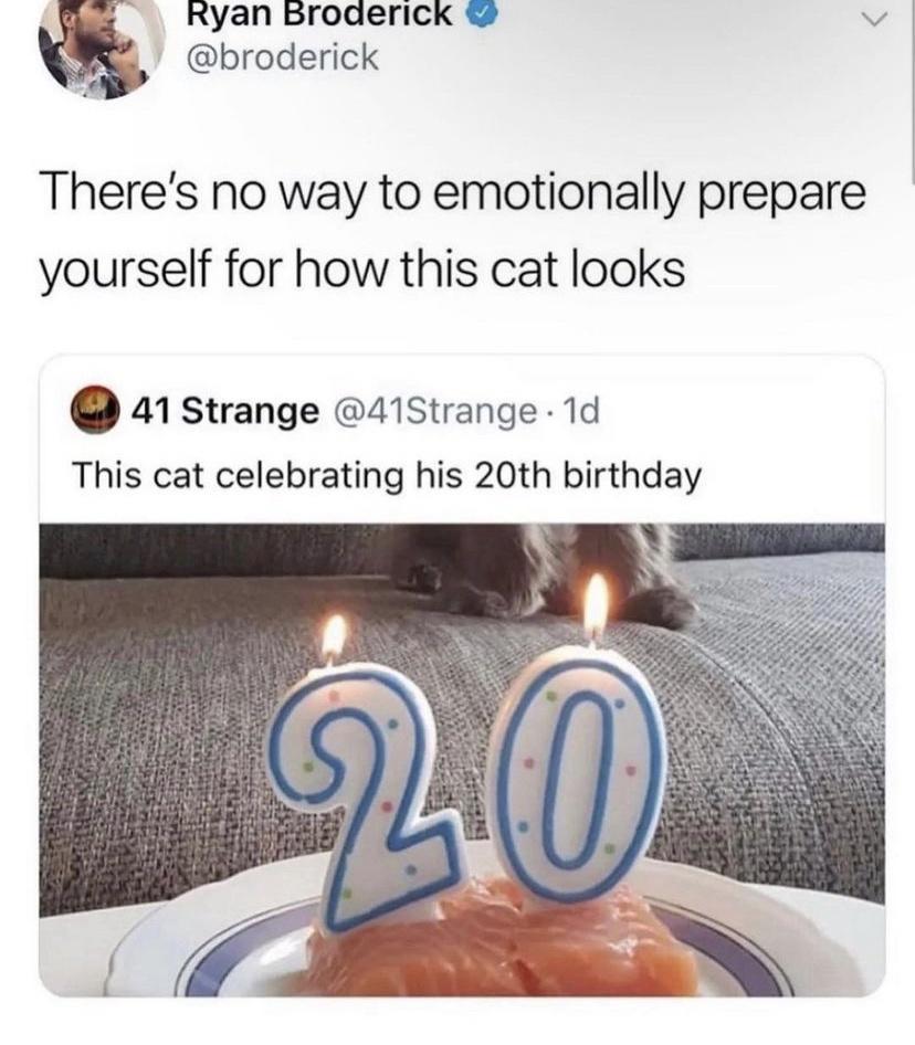 Ryan Broderick v broderick Theres no way to emotionally prepare yourself for how this cat looks 41 strange 41Strange 1d This cat celebrating his 20th birthday