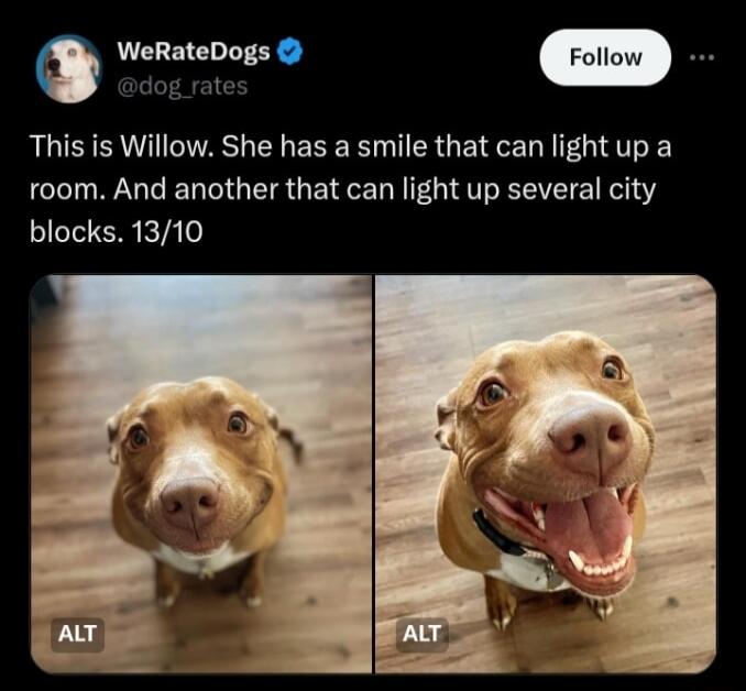 0 WeRateDogs This is Willow She has a smile that can light up a room And another that can light up several city blocks 1310