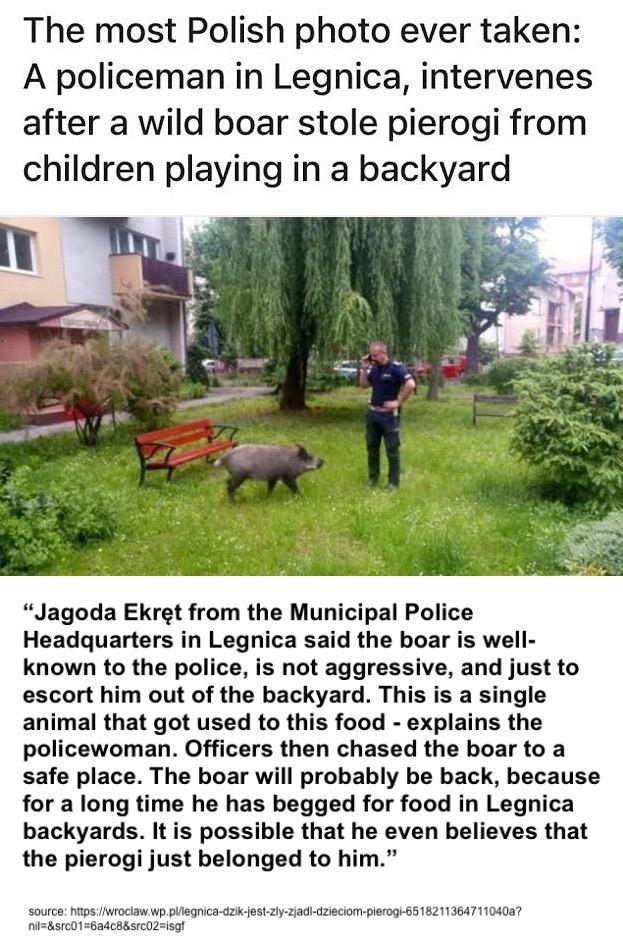 The most Polish photo ever taken A policeman in Legnica intervenes after a wild boar stole pierogi from children playing in a backyard Jagoda Ekret from the Municipal Police Headquarters in Legnica said the boar is well known to the police is not aggressive and just to escort him out of the backyard This is a single animal that got used to this food explains the policewoman Officers then chased th