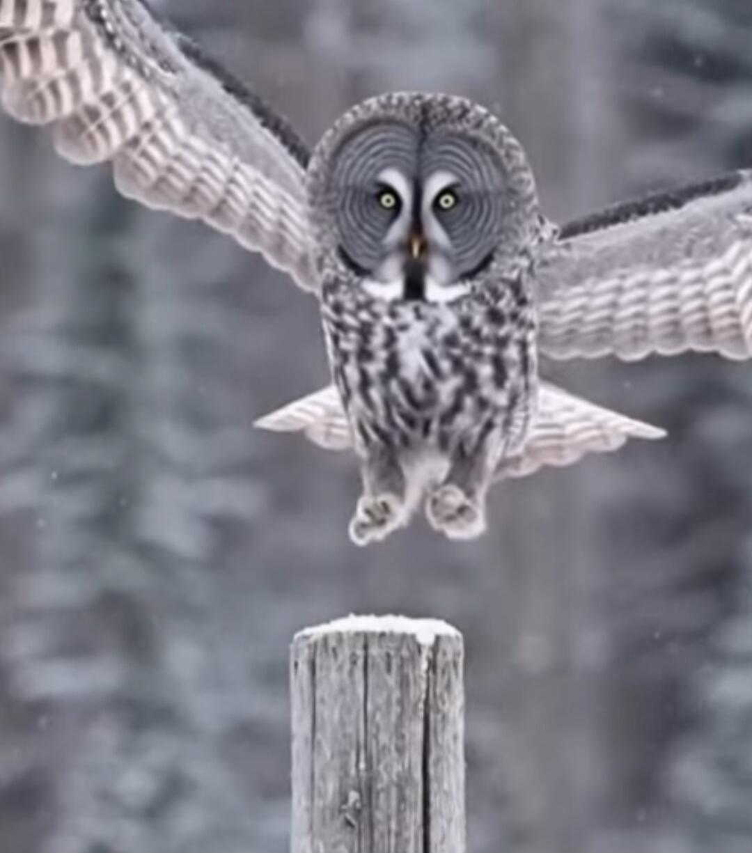 Session ID: 1103979.