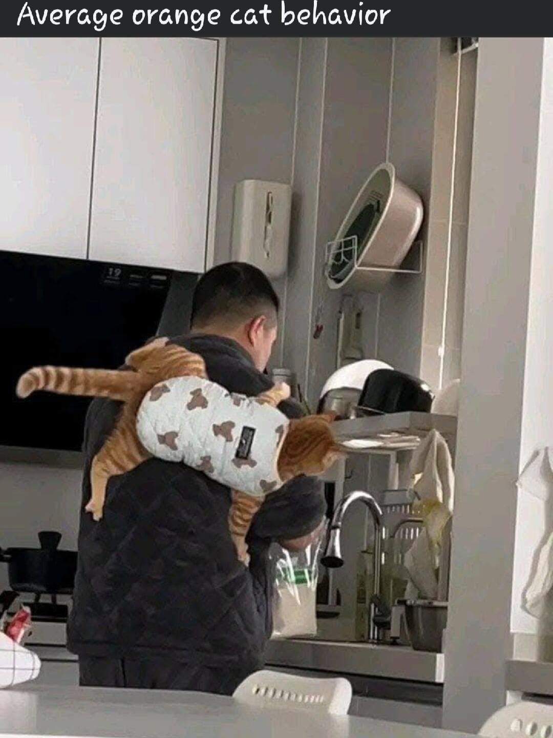 Average orange cat behavior