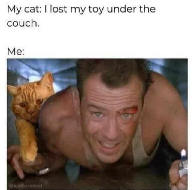 My cat: I lost my toy under the couch. Me: