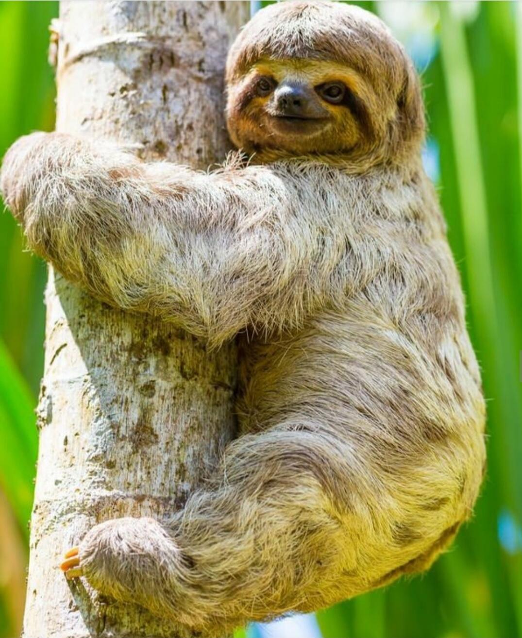 A sloth clinging to a tree.