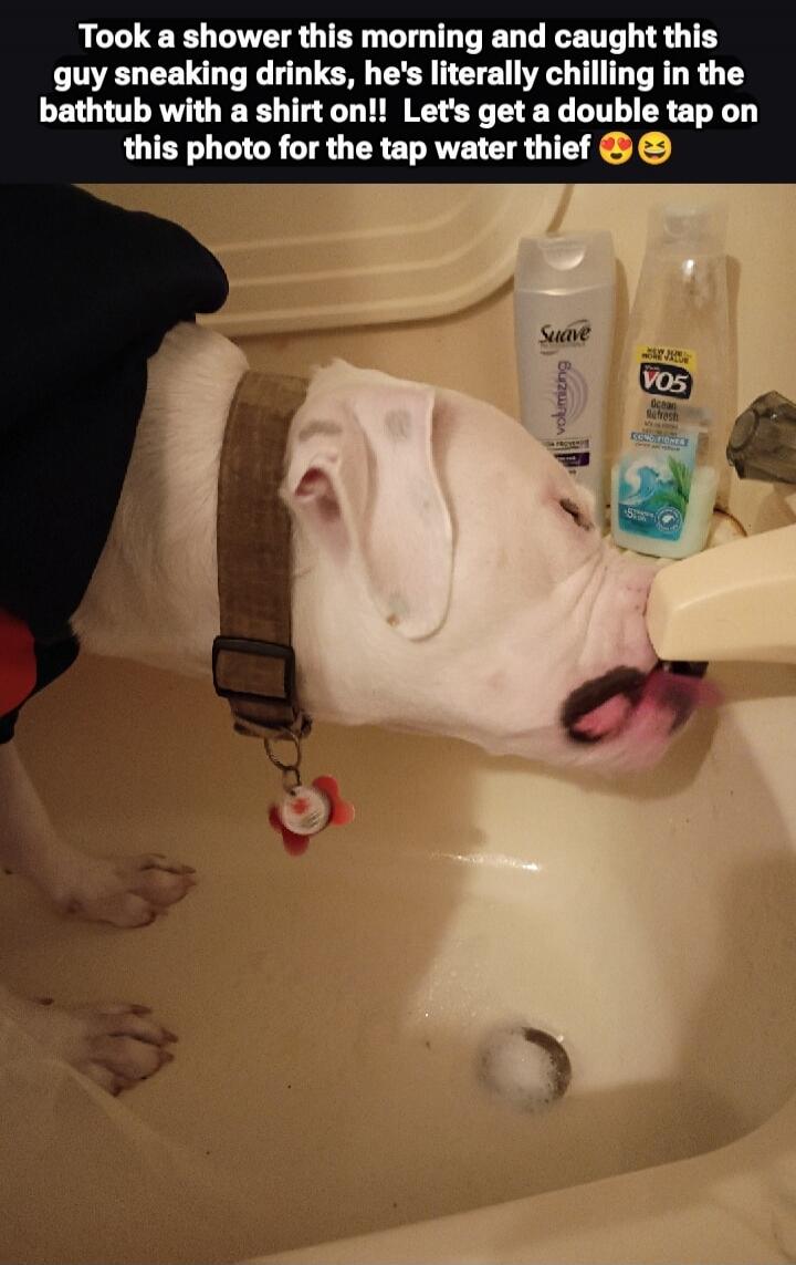 Took a shower this morning and caught this guy sneaking drinks, he's literally chilling in the bathtub with a shirt on!! Let's get a double tap on this photo for the tap water thief 😍😂