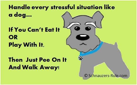 Handle every stressful situation like e 7 If You Cant Eat It OR Play With It Then JustPee Onlt And Walk Away Schnauzers Rulecom