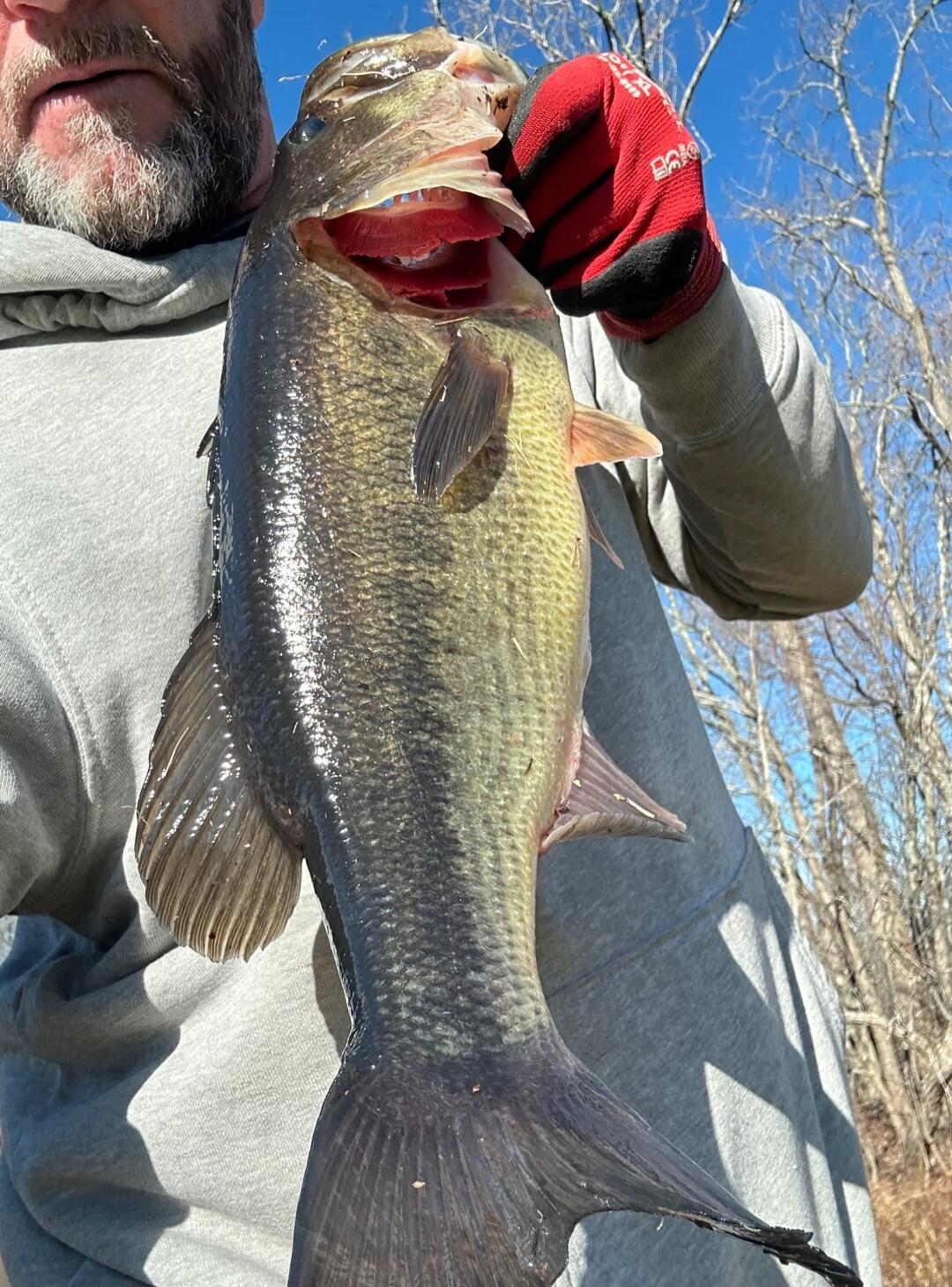 A person outdoors wearing a gray hoodie and red glove holding a large bass fish up for the camera, blue sky and bare trees in the background.