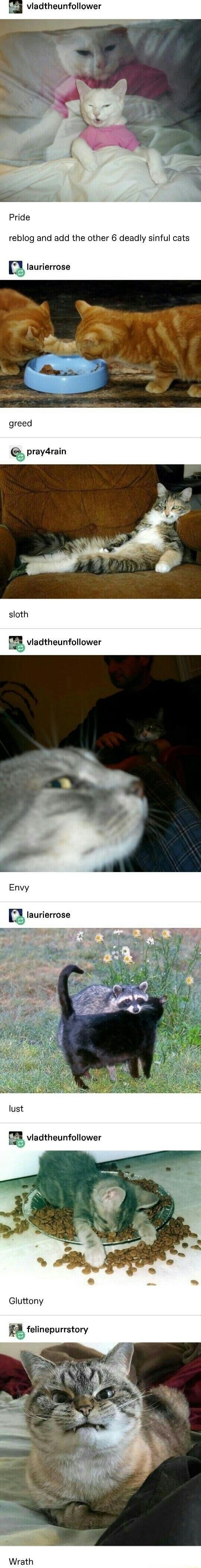 vladtheunfollower Pride reblog and add the other 6 deadly sinful cats Q laurierrose sloth vladtheunfoower Gluttony felinepurrstory