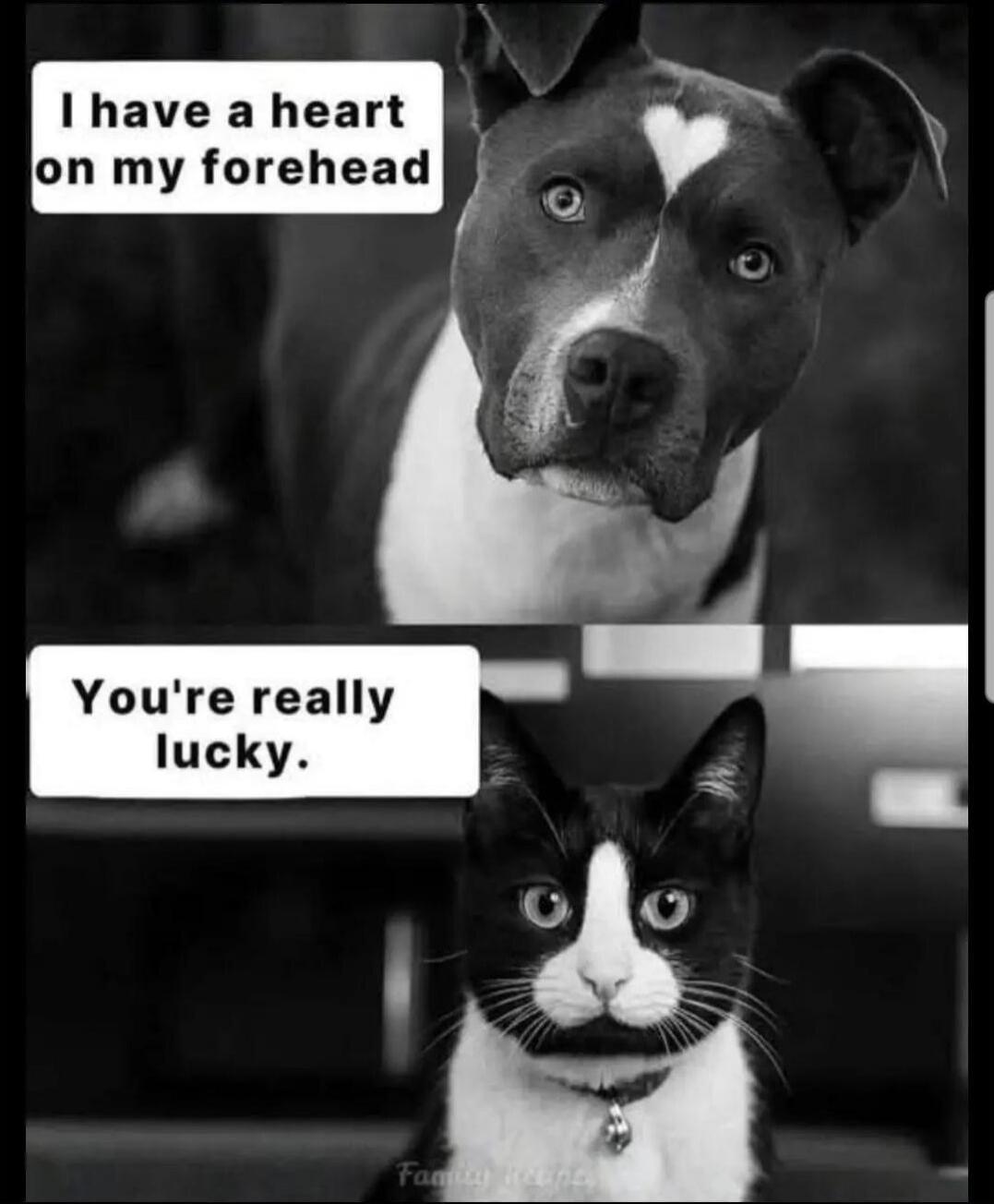 I have a heart on my forehead
You're really lucky.