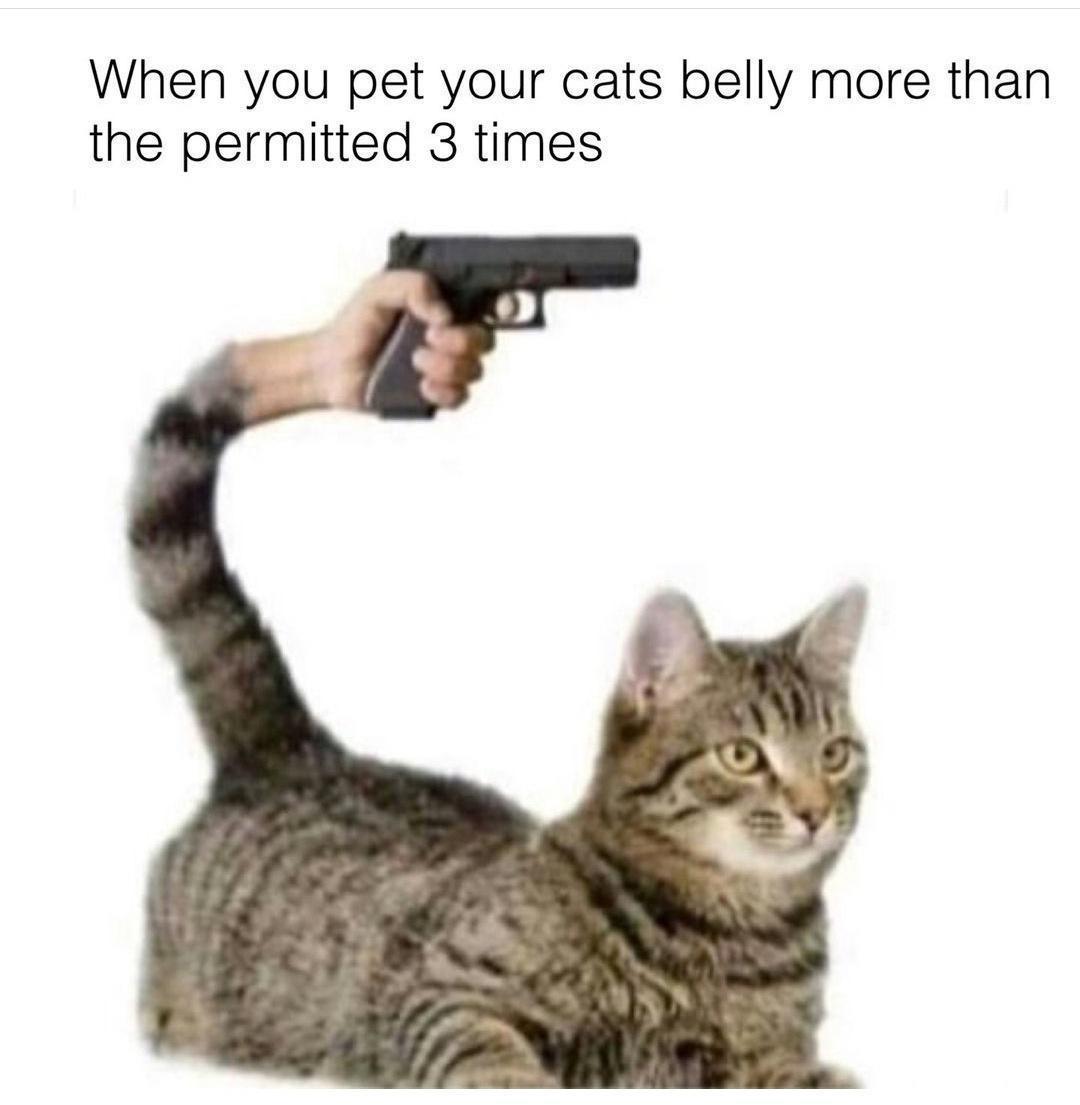When you pet your cats belly more than the permitted 3 times
