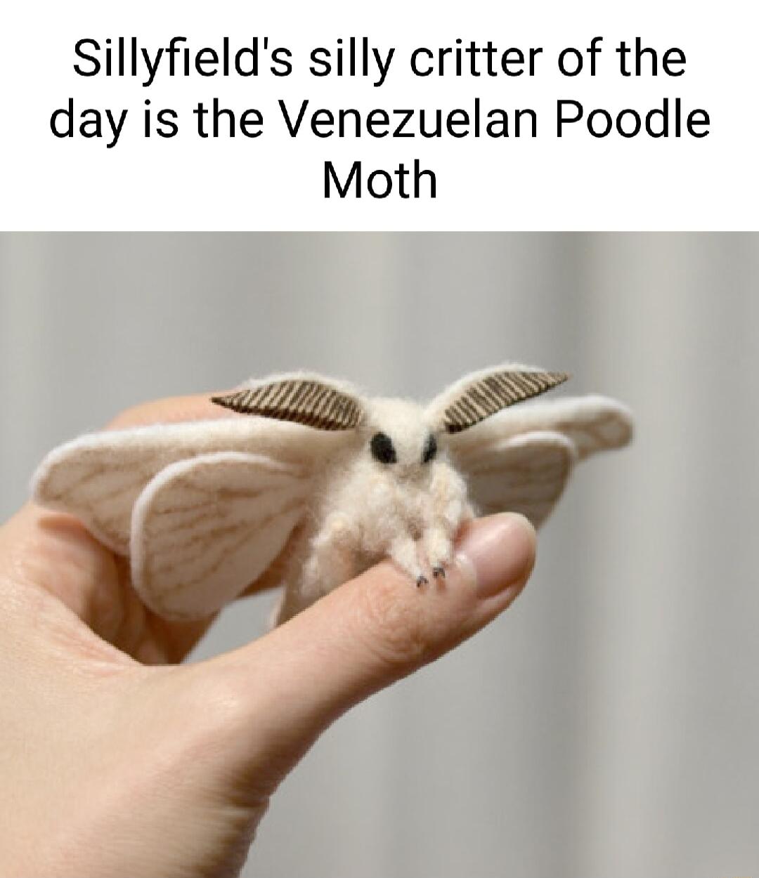 Sillyfields silly critter of the day is the Venezuelan Poodle Moth