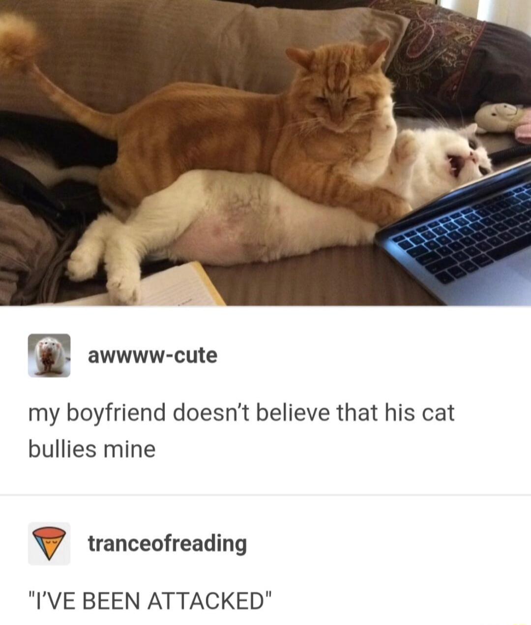 l awwww cute my boyfriend doesnt believe that his cat bullies mine V tranceofreading IVE BEEN ATTACKED