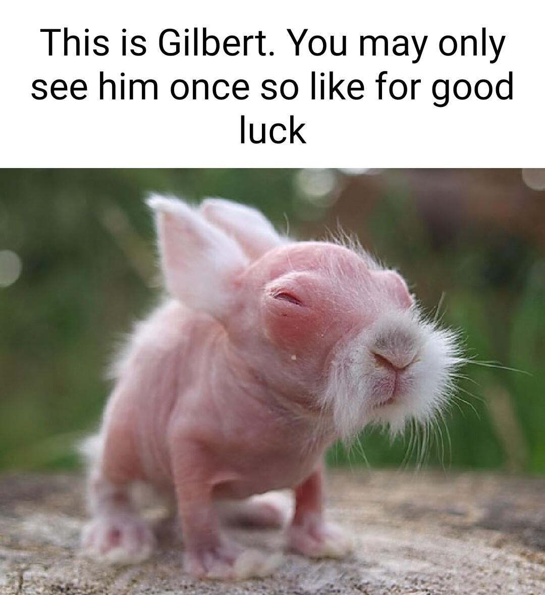 This is Gilbert You may only see him once so like for good luck