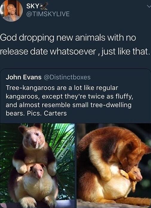 SKY_ N TIMSKYLIVE God dropping new animals with no release date whatsoever just like that John Evans Distinctboxes Tree kangaroos are a lot like regular kangaroos except theyre twice as fluffy and almost resemble small tree dwelling bears Pics Carters