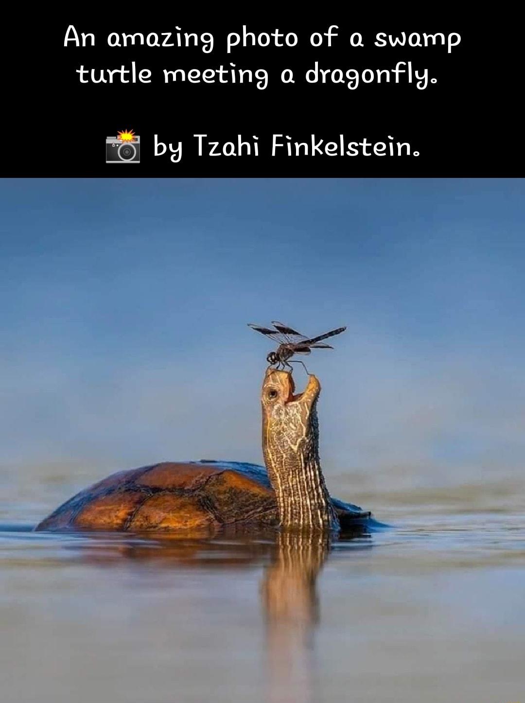 An amazing photo of a swamp turtle meeting a dragonfly by Tzahi Finkelstein