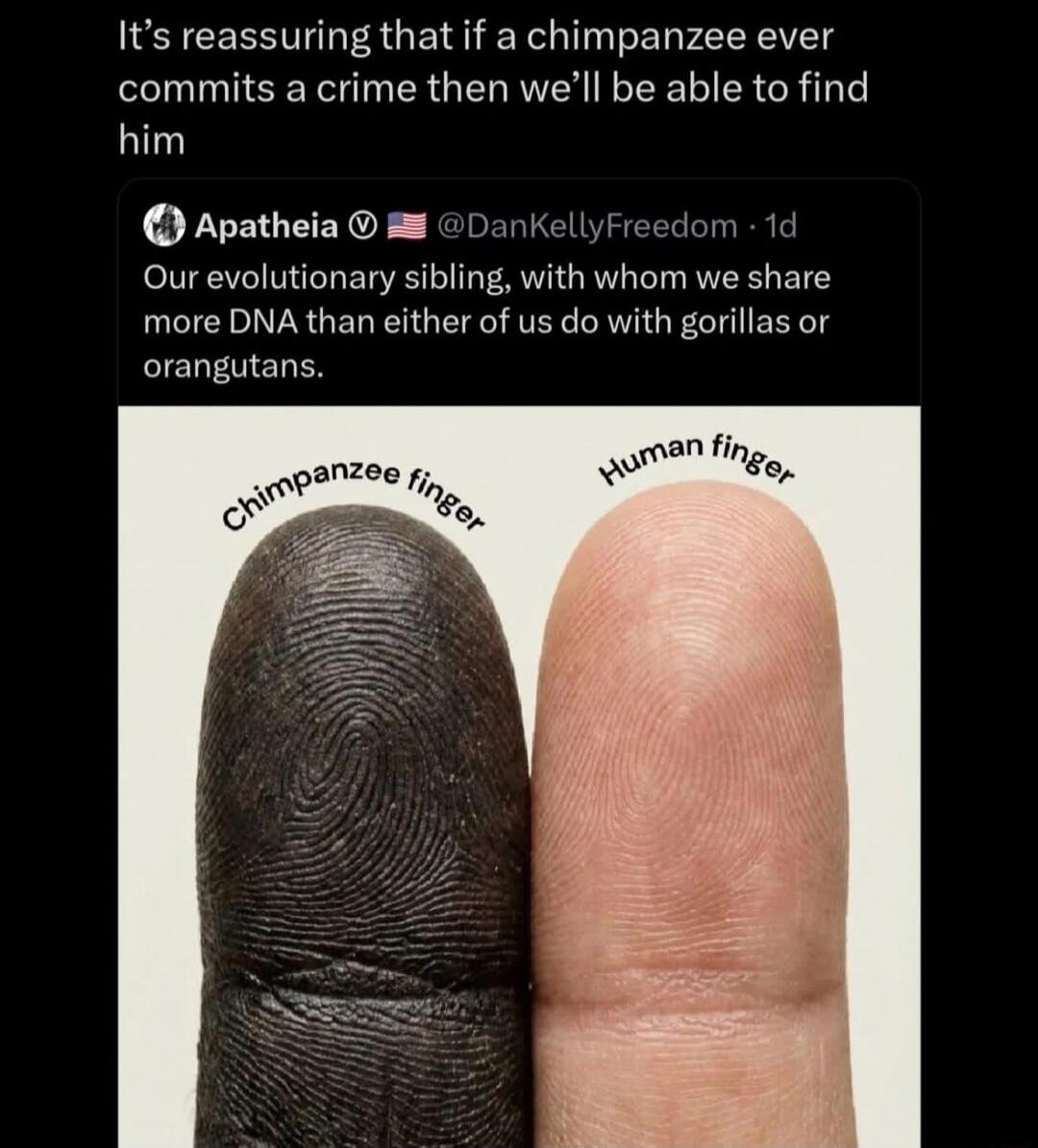 It's reassuring that if a chimpanzee ever commits a crime then we'll be able to find him. Our evolutionary sibling, with whom we share more DNA than either of us do with gorillas or orangutans. Chimpanzee finger. Human finger.