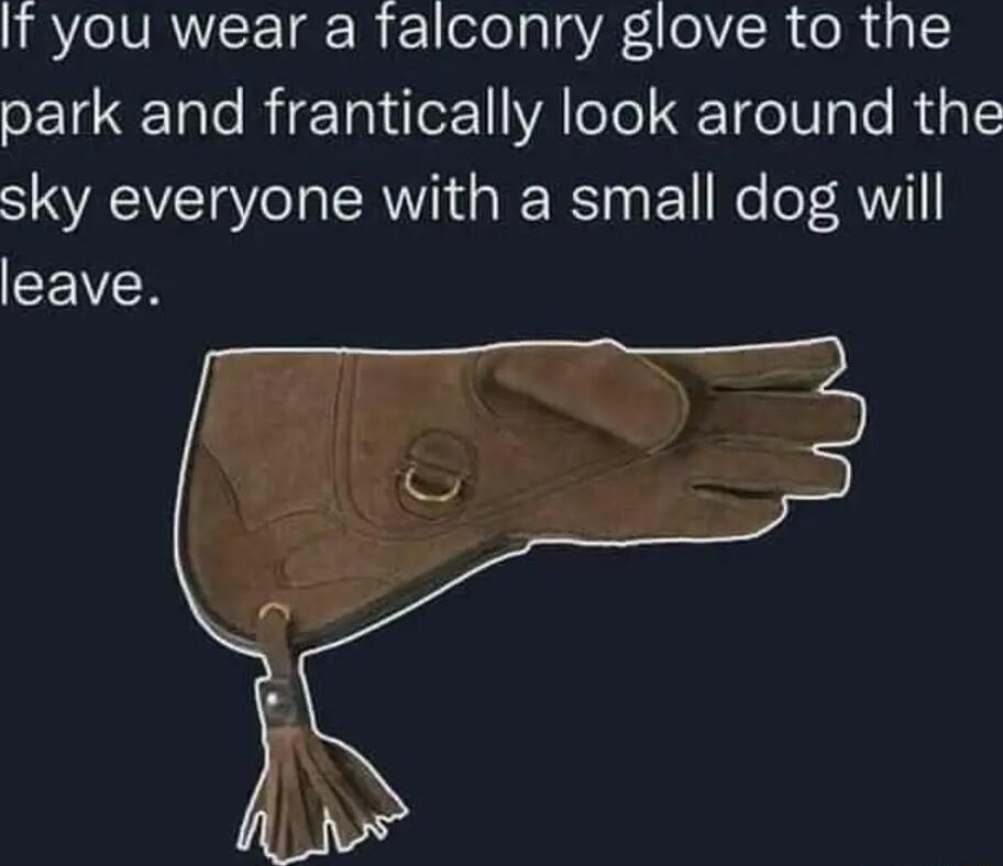 IRYeIVRANCE 1gr 1 1elealg A 1eV R ol da park and frantically look around the sky everyone with a small dog will CEIVCR