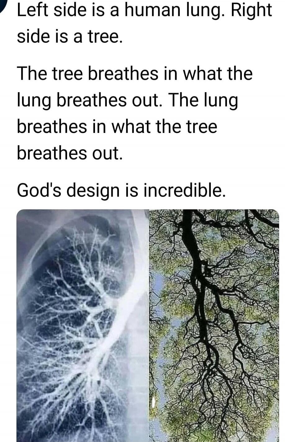 Left side is a human lung. Right side is a tree. The tree breathes in what the lung breathes out. The lung breathes in what the tree breathes out. God's design is incredible.
