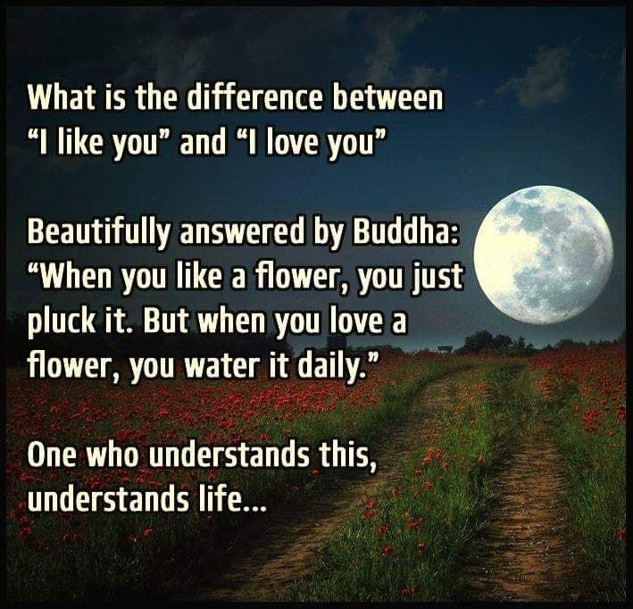 What is the difference between I like you and I love you Beautifully answered by Buddha When you like a flower you just pluck it But when you love a flower you water it dally e One who understands this understands life