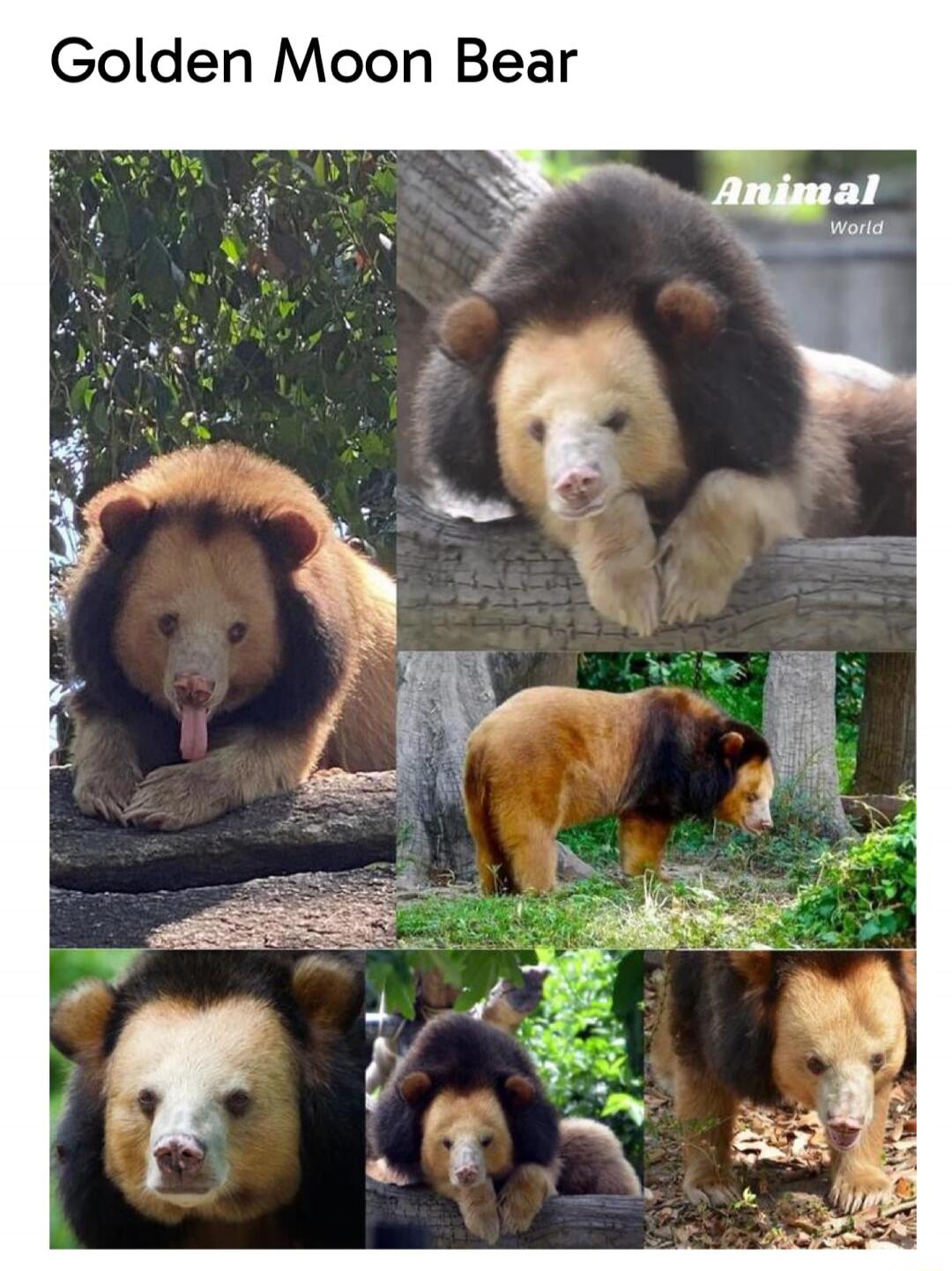 Golden Moon Bear
Animal World