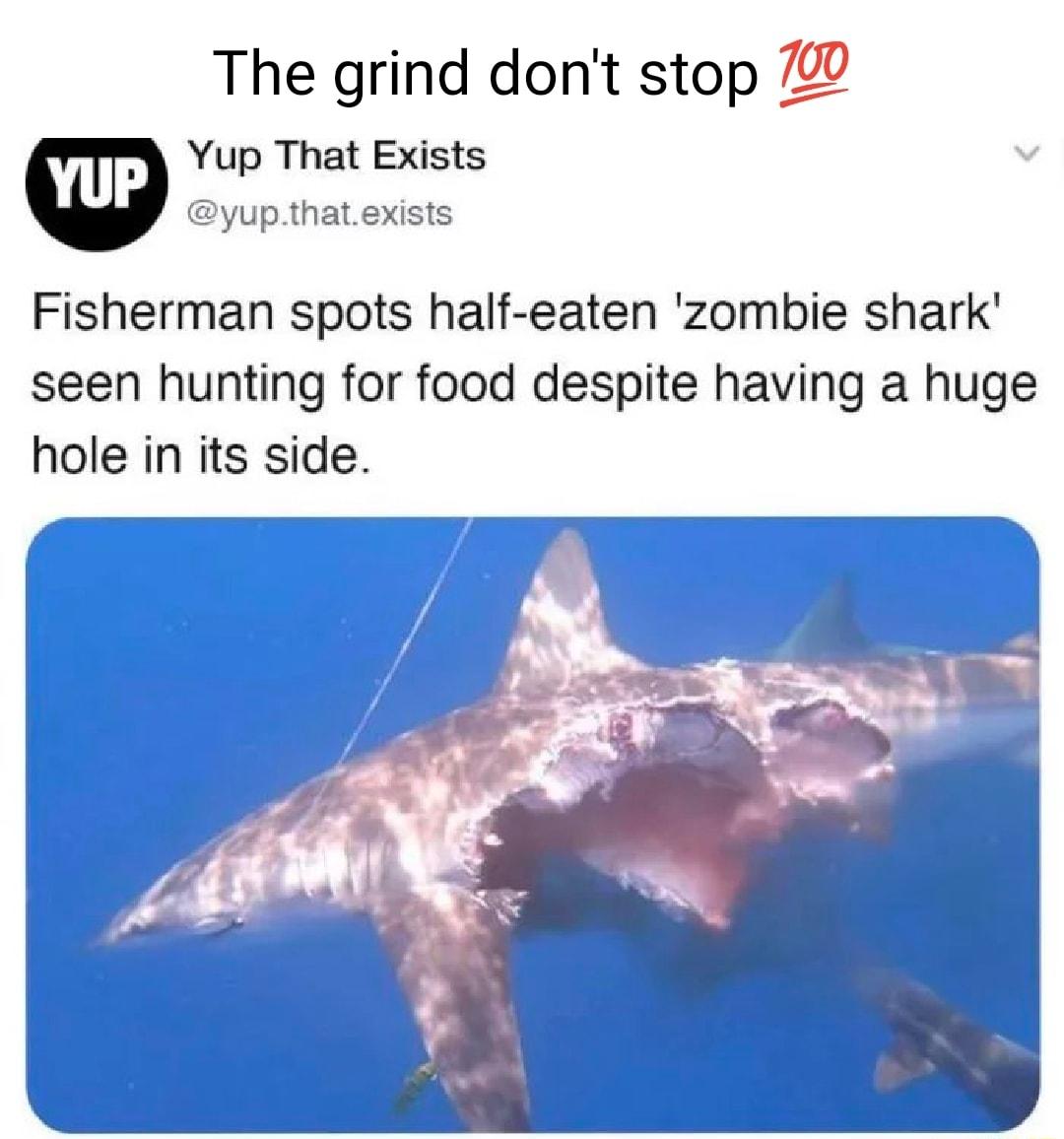 The grind dont stop 790 Yup That Exists b yupthatexists Fisherman spots half eaten zombie shark seen hunting for food despite having a huge hole in its side