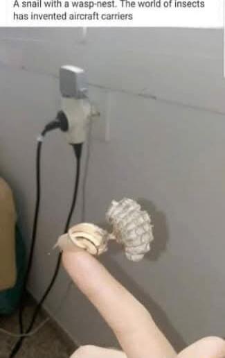 A snail with a wasp nesl The world of insects has invented aircraft carriers