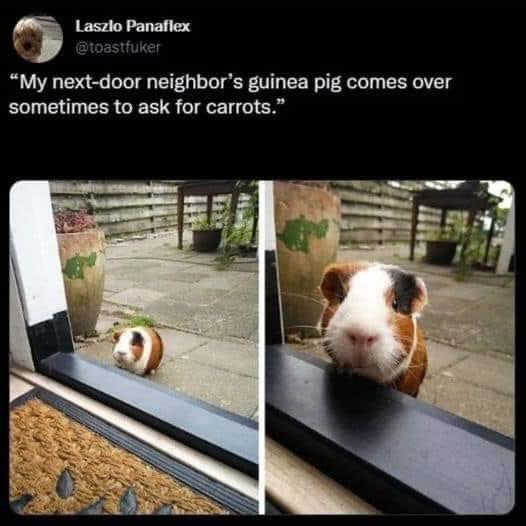 umom My next door neighbors guinea pig comes over sometimes to ask for carrots